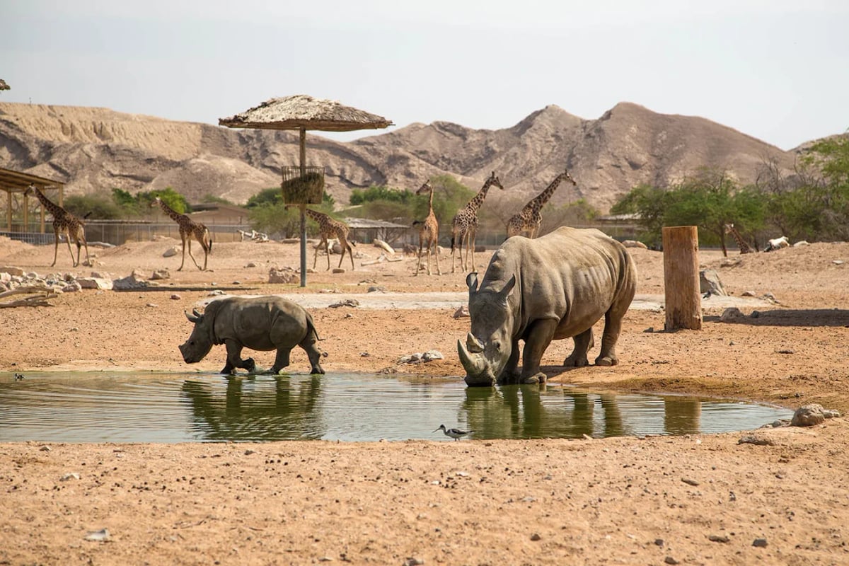 White rhinos drinking at a waterhole as giraffes browse beneath Jebel Hafeet