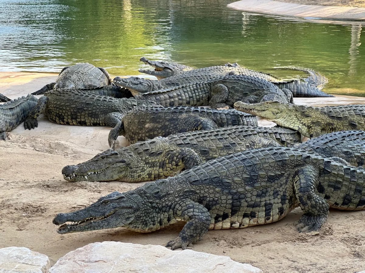 Nile crocodiles basking on sand at the edge of their pool
