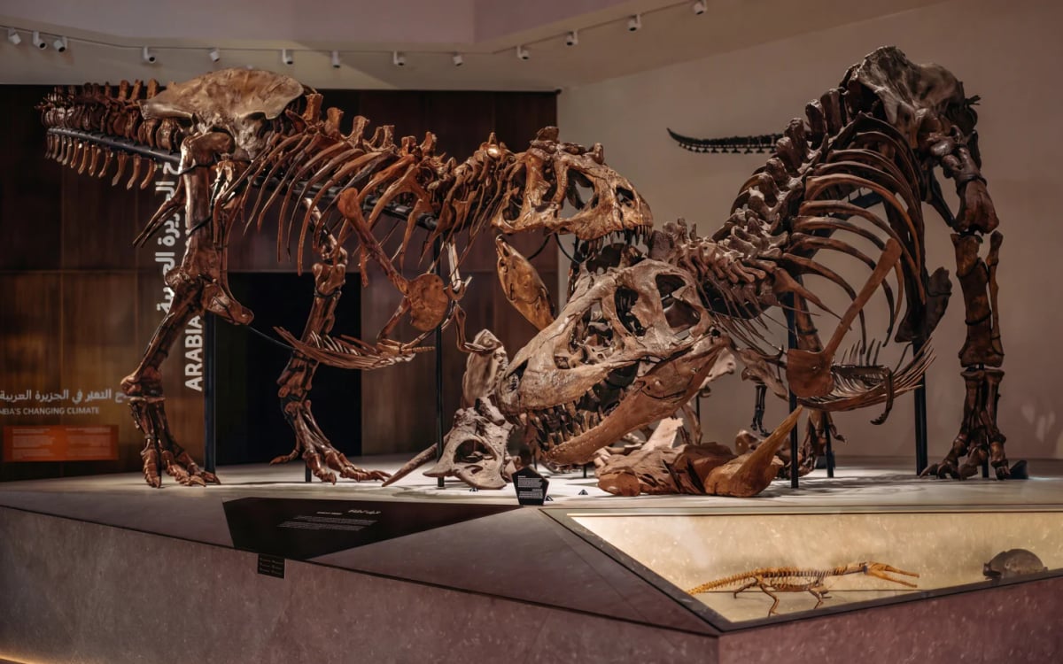 Two dinosaur skeletons locked in combat in the museum's gallery