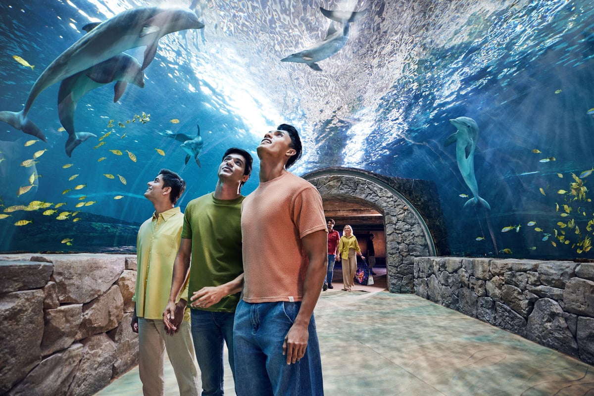 Three friends looking up as dolphins and fish swim over a glass tunnel