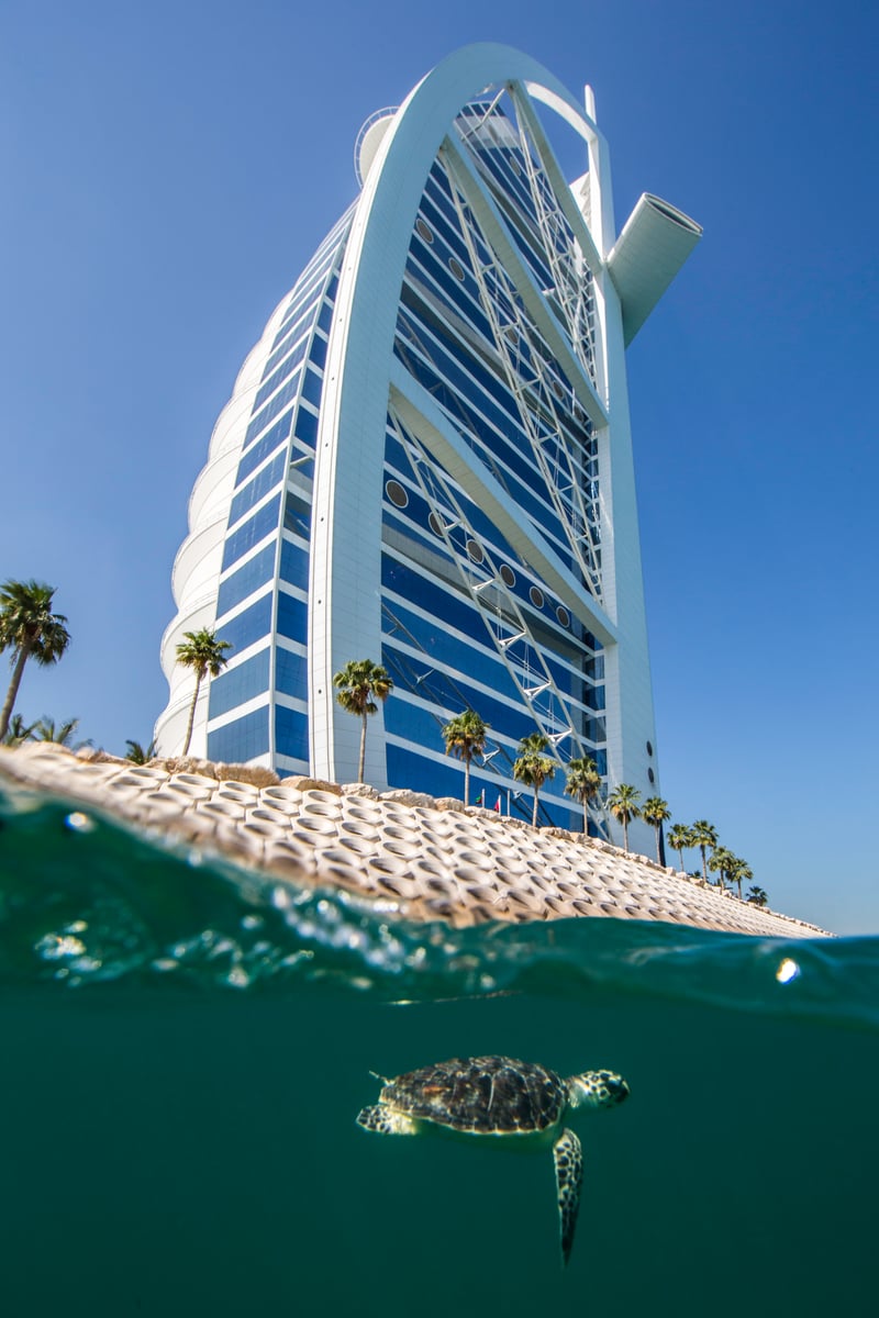 A sea turtle swimming in clear water beneath Burj Al Arab, in a split above-and-below shot